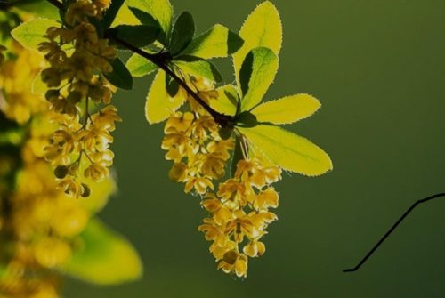 Berberine